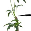 Japanese Bonsai Scissors Wazakura Carbon Steel-7