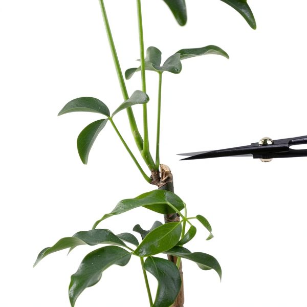 Japanese Bonsai Scissors Wazakura Carbon Steel-7